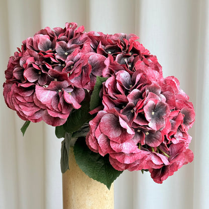 Hortensia bordeaux