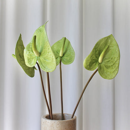 Anthurium grøn