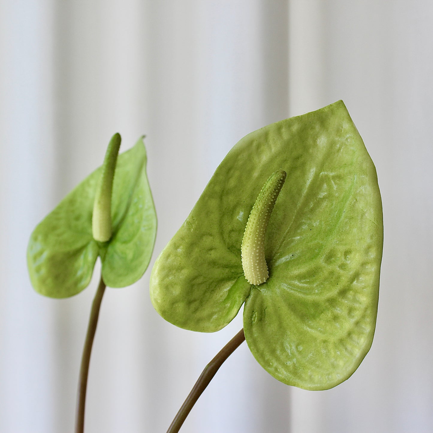 Anthurium grøn