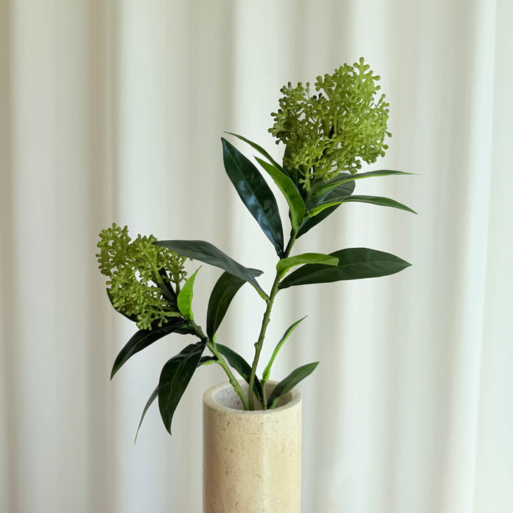 Skimmia grøn