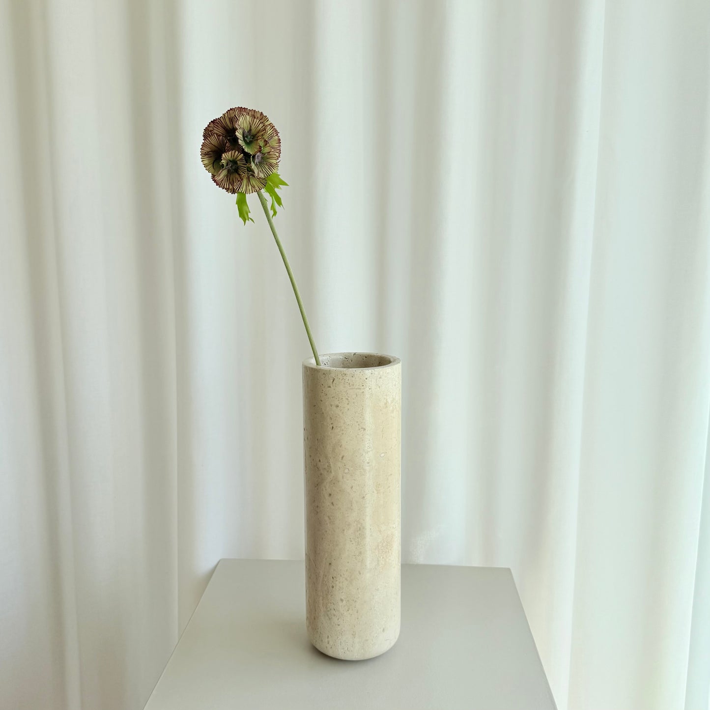 Scabiosa brun