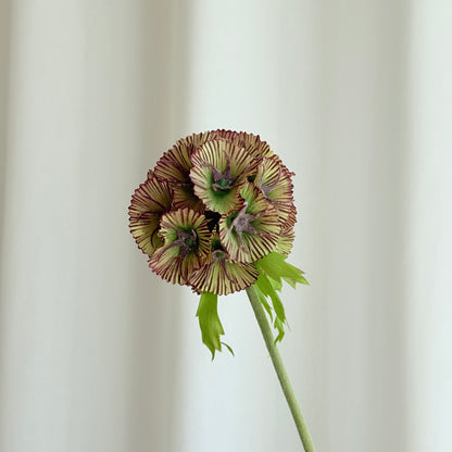 Scabiosa brun