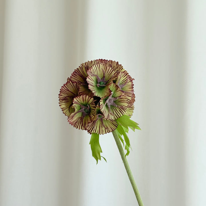 Scabiosa brun