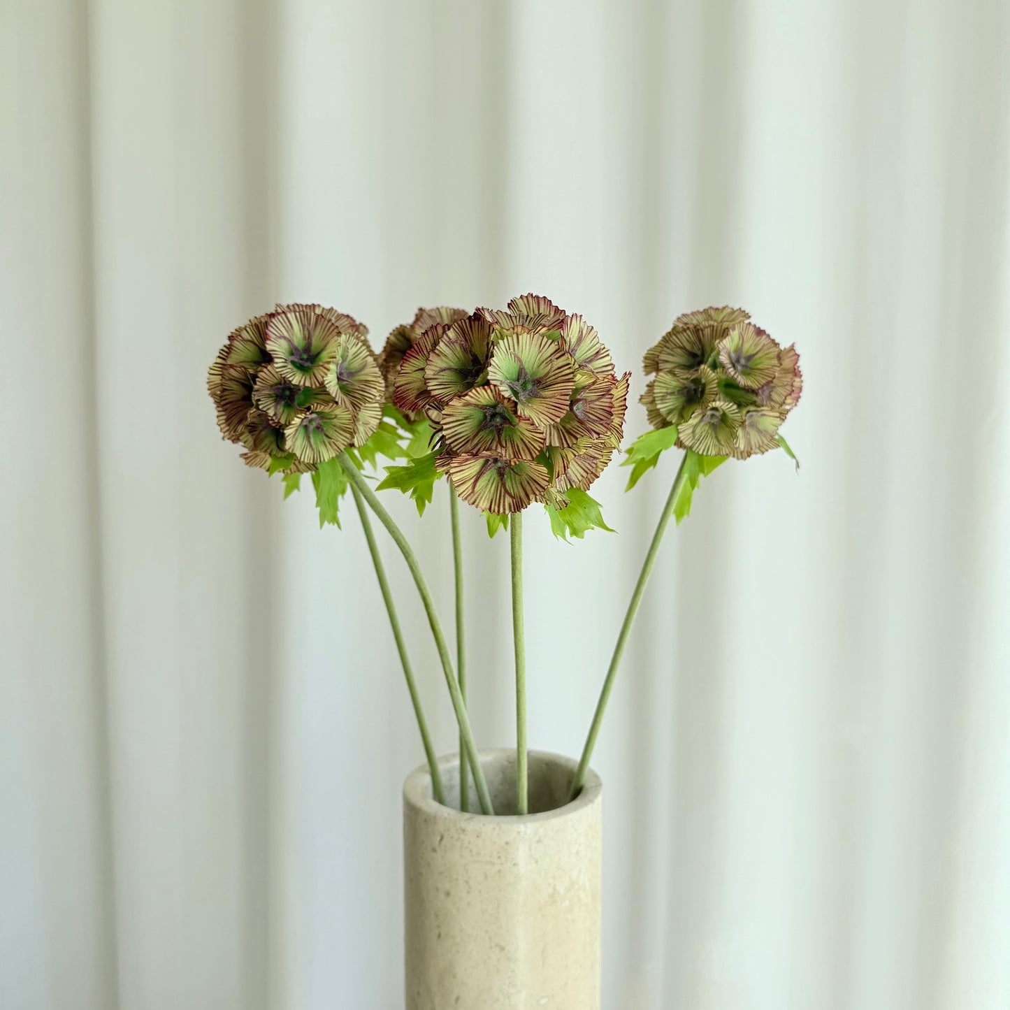 Scabiosa brun