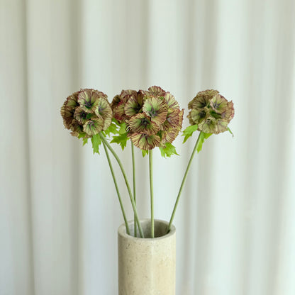 Scabiosa brun