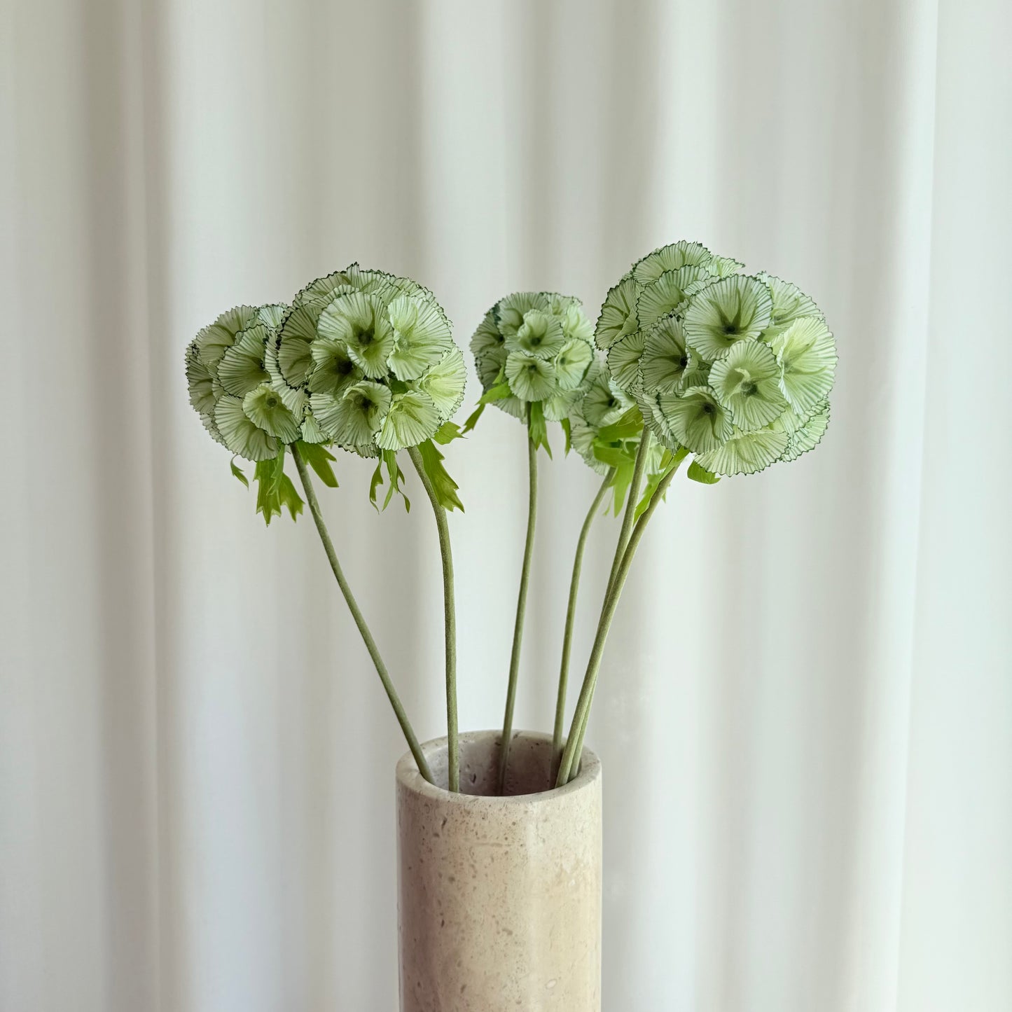 Scabiosa grøn
