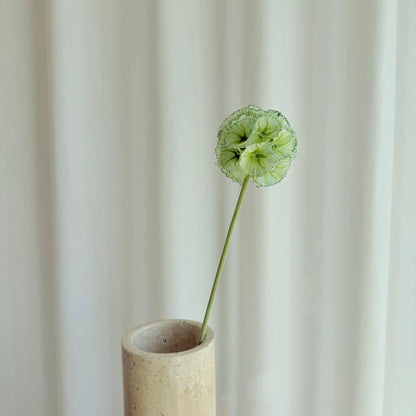 Scabiosa grøn