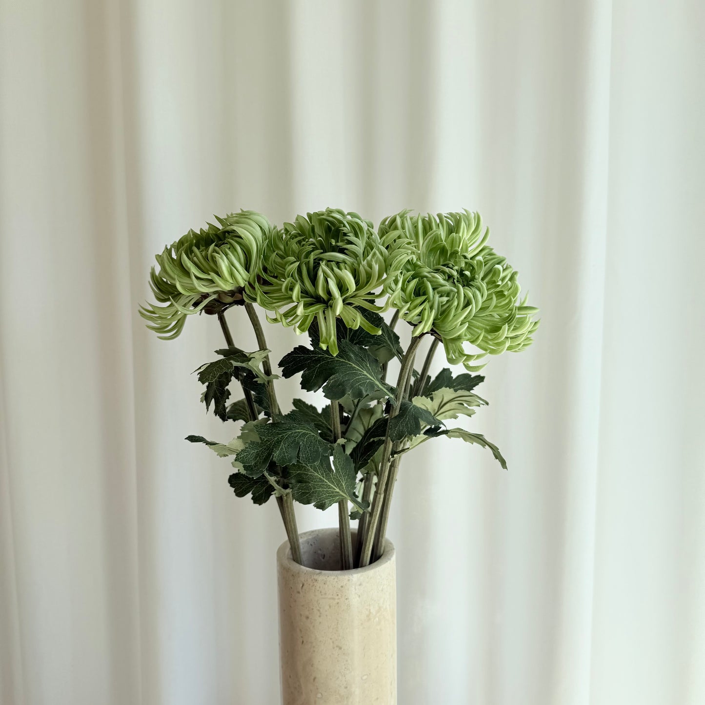 Chrysanthemum dahlia grøn