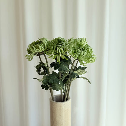 Chrysanthemum dahlia grøn