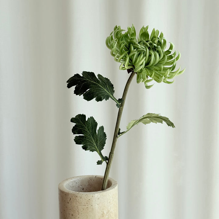 Chrysanthemum dahlia grøn