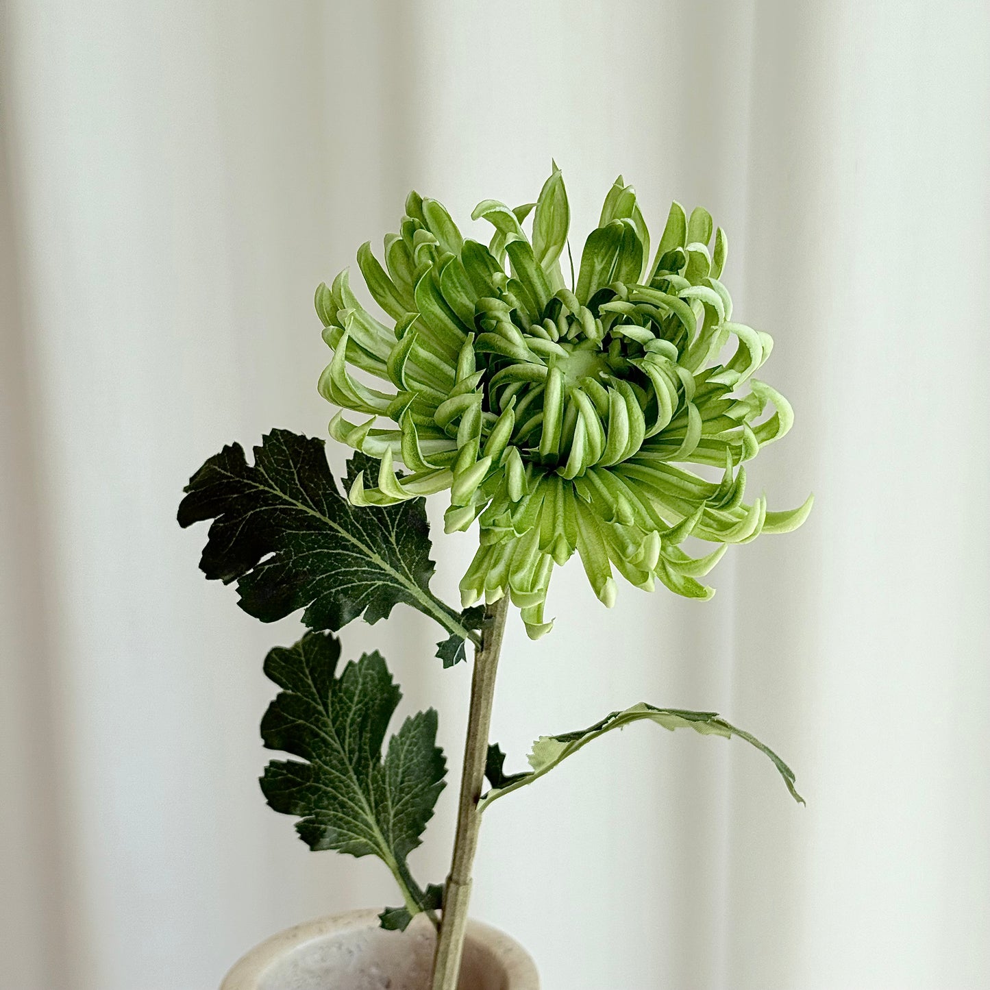 Chrysanthemum dahlia grøn