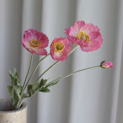Poppy pink
