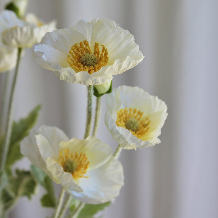 Poppy hvid