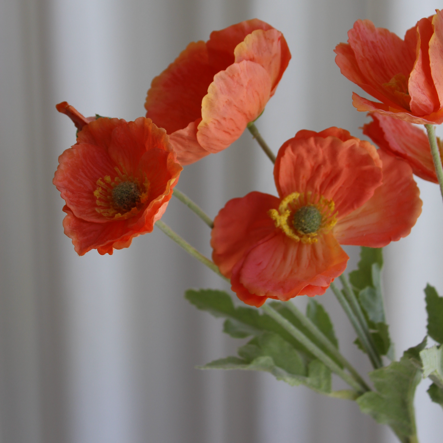 Poppy Oraange