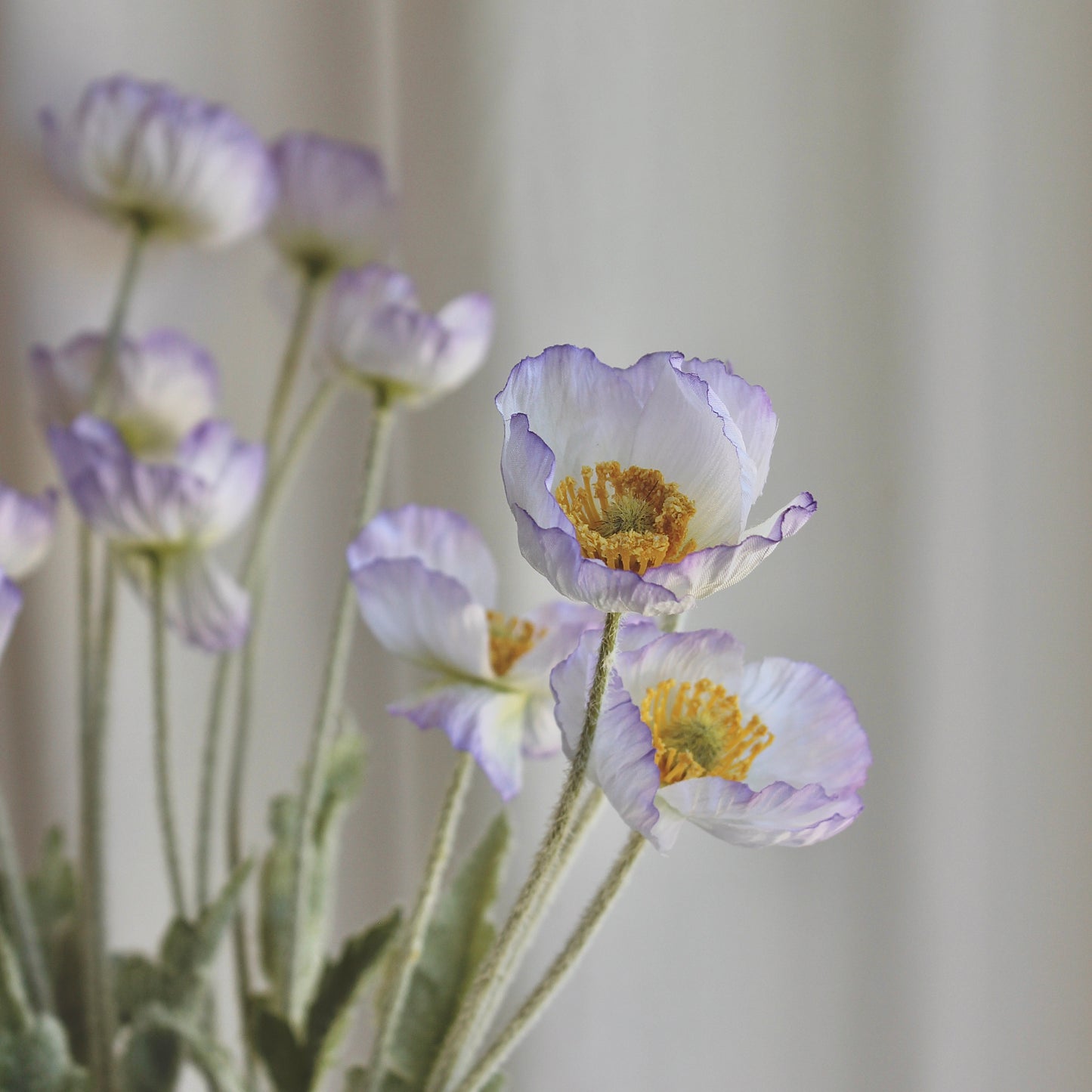Poppy lys lilla