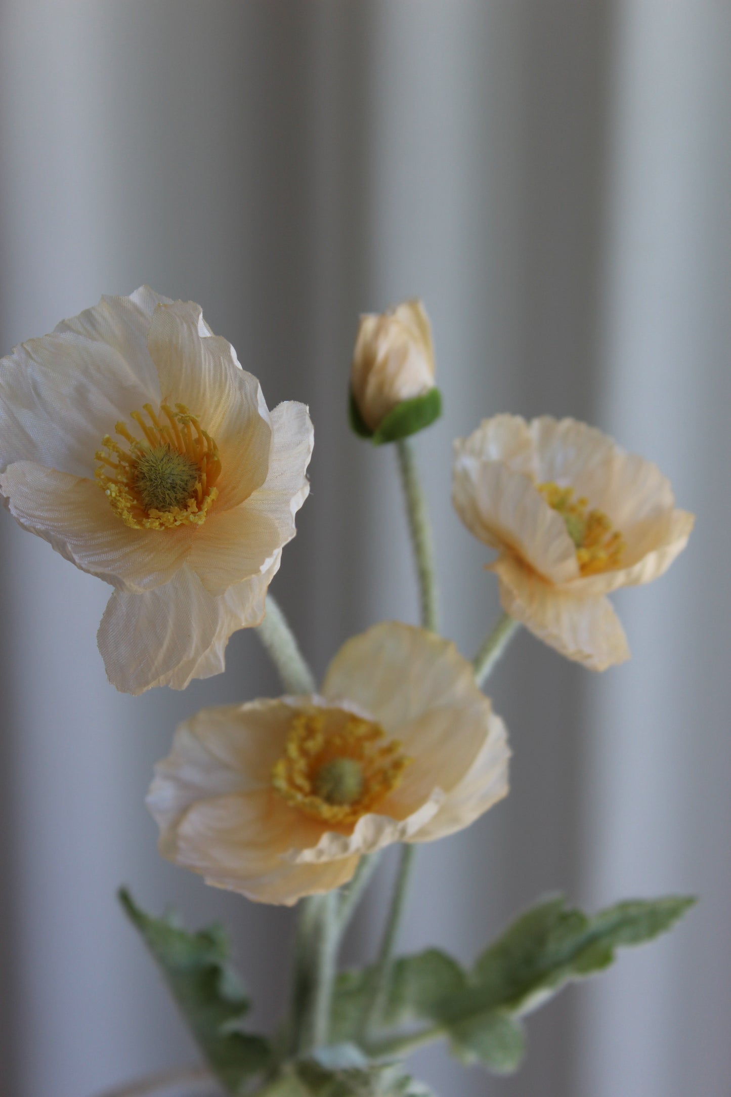 Poppy Champange