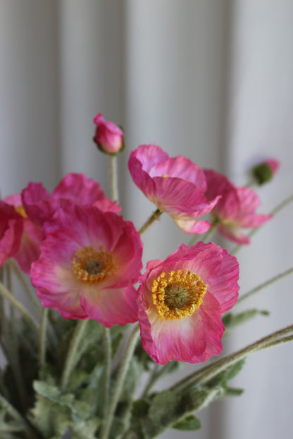 Poppy pink
