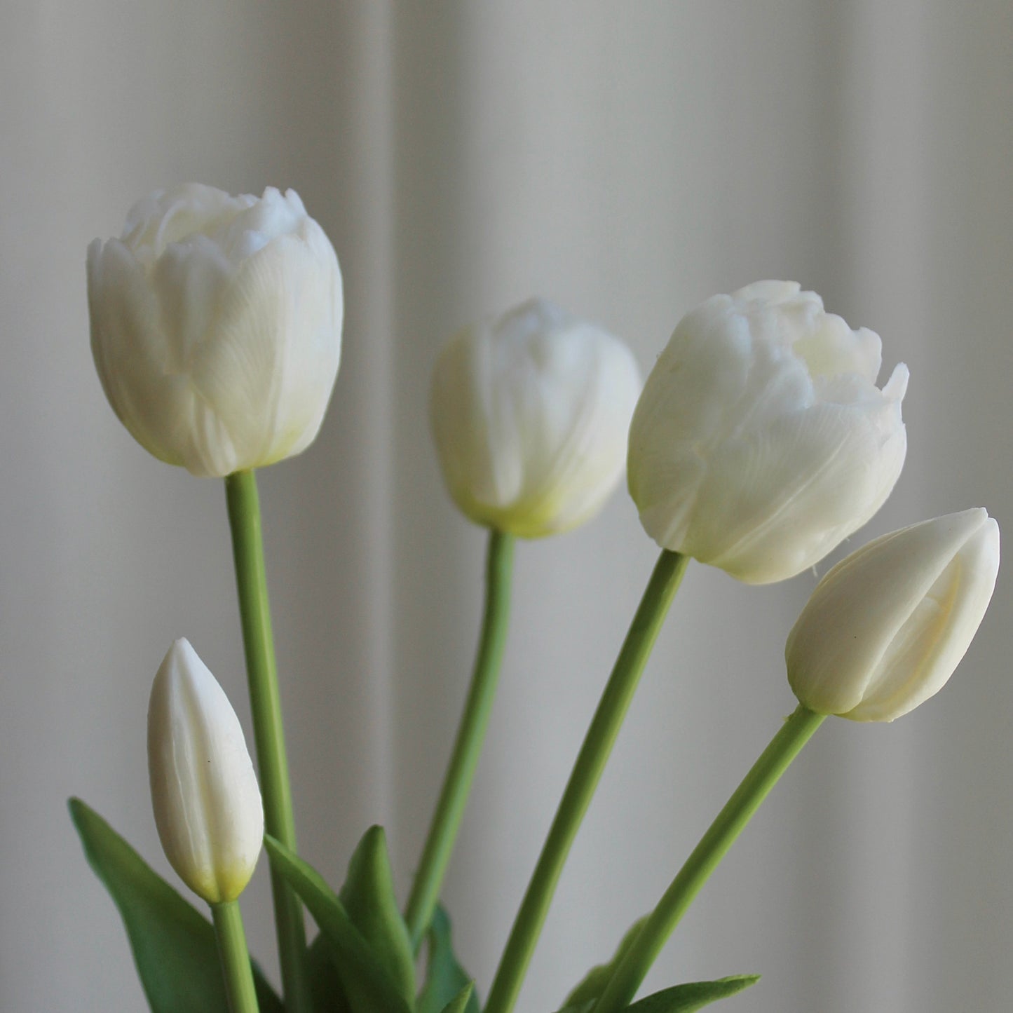 Tulipaner hvid