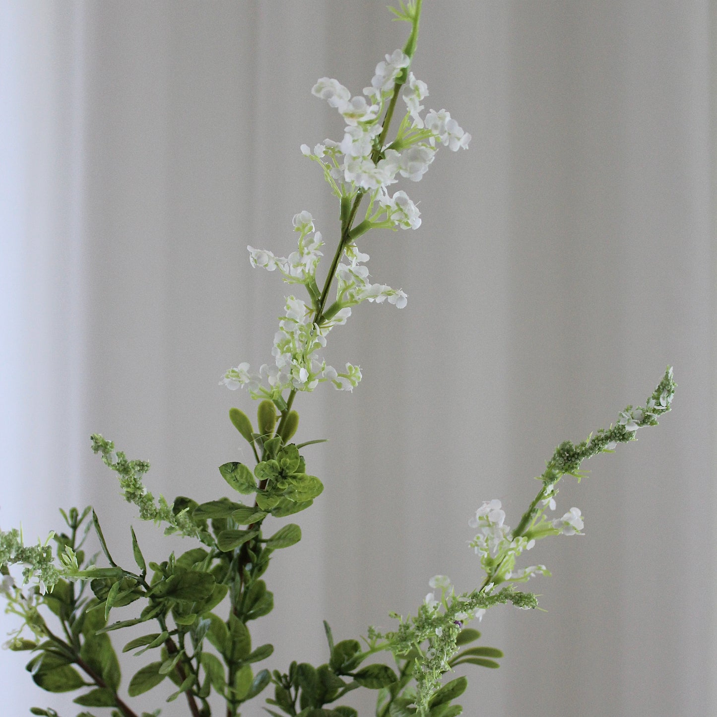 Salvia Grass hvid