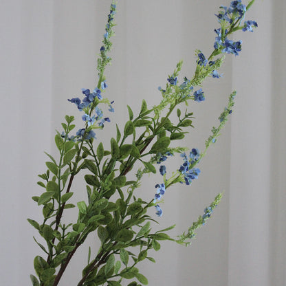 Salvia grass blå
