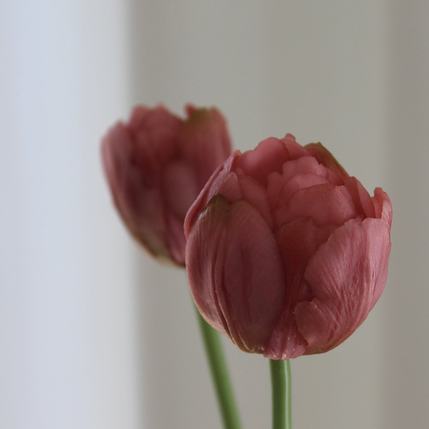 Tulipaner rosa