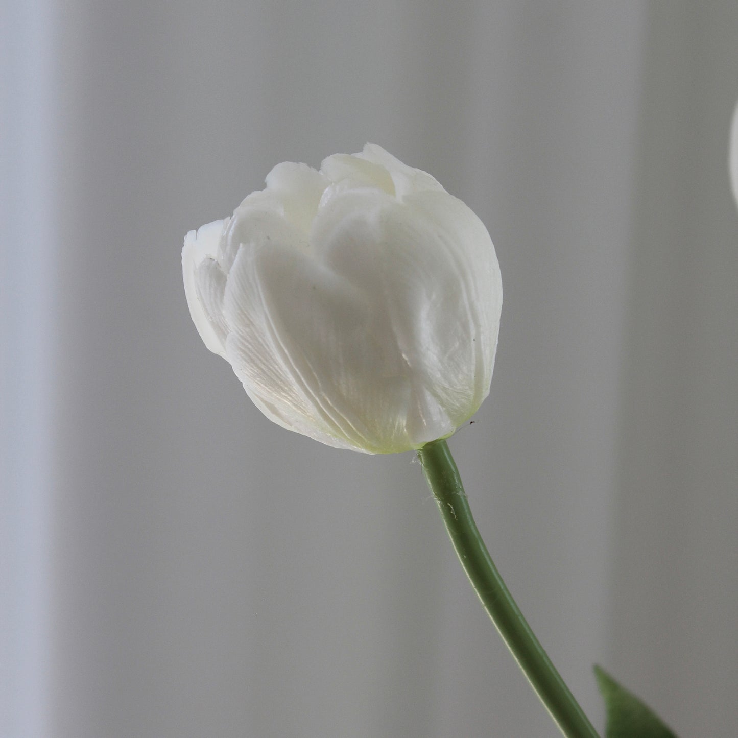 Tulipaner hvid